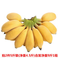 梦芷 广西小米蕉新鲜香蕉粉糯酸甜小香蕉时令水果特产（催熟食用）带箱 5斤 装(2件升级泡沫箱保鲜装)