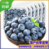 京丰味 蓝莓 新鲜时令国产蓝莓水果 125g/盒 精选中大果 果径约14mm以下 4盒