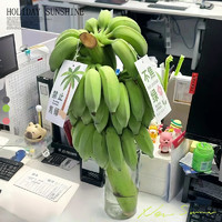 88VIP：临雅 禁止蕉绿芭蕉办公室桌面绿植水培植物香蕉树盆栽水果室内可食用虑