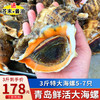 海宏盈【活鲜】 青岛大海螺鲜活  海鲜贝类生鲜 超大规格共5-7只