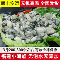 新鲜活小海蛎子肉鲜活现剥去壳小牡蛎肉 大海蛎 1斤海蛎肉