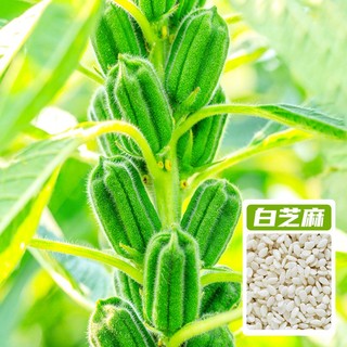 神禾黑芝麻种子八棱王芝麻籽散装 八棱王白芝麻种子 50g 2袋