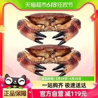 88VIP：漁傳播 鮮活面包蟹1.3斤-1.5斤/*2只（各種海鮮歡迎看看）