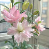 樱霞 香水百合种球四季开花耐寒重瓣花卉 粉色1个种球+肥