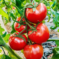 优特 蔬口感番茄水果西红柿沙瓤多汁浓郁老味道2.25kg中大果产地直发