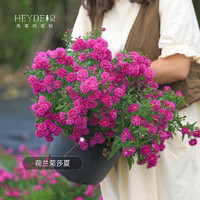 88VIP：海蒂的花园 旗舰店姬小菊玛格丽特菊花盆栽庭院开花植物花卉盆栽