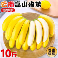 臻亦尚云南高山大香蕉10斤 软糯香甜新鲜当季香蕉 自然熟米蕉大芭蕉水果 大香蕉  带箱9- 10斤
