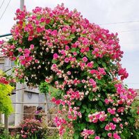 尔澜 多季节开花爬藤月季花苗胭脂扣丰花型攀援藤本月季花树苗阳台盆栽庭院围栏地栽造景点缀花卉植物