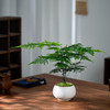 文竹盆栽室内客厅办公室茶几桌面禅意绿植摆件好养易活懒人植物