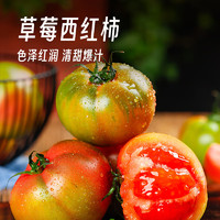 都小仙山东草莓西红柿3斤装  自然熟番茄新鲜水果蔬菜 源头直发 包邮