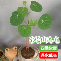 88VIP：临雅 水培山乌龟爬藤植物办公室内桌面好水养活观叶绿植金不换种球盆栽