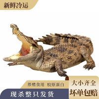 玖纹豹鳄鱼整只鳄鱼活物活体现杀整条去内脏养殖生鲜肉 22.1-23斤