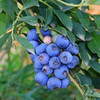 美外 种苗蓝莓树苗 当年结果盆栽地栽果树苗 蓝莓树苗 蓝莓苗 南北方种 夏普兰 3年苗