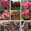 瑾禾 蔷薇花种子月季玫瑰四季开花爬墙庭院室内花卉盆栽植物玫瑰种子 混色500粒+肥料