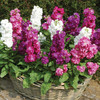 美外 紫罗兰花种子四季易种 室内庭院种植盆栽绿植花卉花籽 混色紫罗兰50克