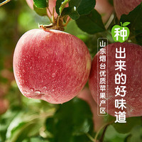 京鲜生 山东烟台红富士苹果 净重9斤 果径75mm+ 新鲜水果 源头直发