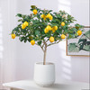 88VIP：爱优尚 香水柠檬树苗盆栽室内客厅可食用四季开花卉结果阳台绿植好养花盆
