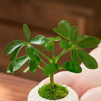 鴨腳木綠植盆栽四季常青好養室內辦公室客廳凈化空氣桌面植物擺件