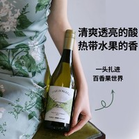LADY PENGUIN 醉鹅娘 招牌长相思白葡萄酒新西兰马尔堡原瓶进口干白葡萄酒750ml