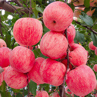 QIANTE 千特 日本红富士脆甜苹果树苗嫁接苹果苗全国四季种植高产易活当年结果 2年苗粗