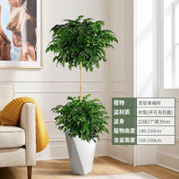 花友 绿植办公室盆栽客厅大型植物 幸福树1.6-1.8米 含盆（塑料黑白螺纹盆）