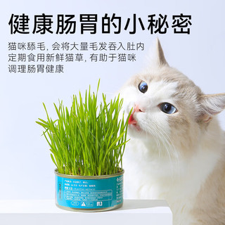 萌小贝 无土水培猫草小麦种子盆栽去毛球猫咪零食