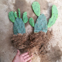 仟草集 盆栽仙人掌苗 可嫁接仙人掌 可食用盆栽型  带根 一颗2片带根