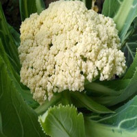 绿源禾心有机菜花花菜500g 新鲜蔬菜  配送 【速运】 500g