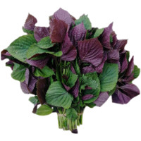 采鲜惠 新鲜紫苏叶 食用紫苏香料去腥食材 韩国烤肉鲜紫苏子叶 紫苏叶 250g