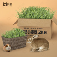 共度（Gong Du）紫花苜蓿草 兔草提摩西草苜蓿草干草 小麦兔草龙猫粮 烘干小麦草2KG