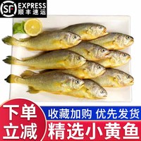 莫尔加德  新鲜小黄花鱼鲜活冷冻现捕烧烤煎炸食材整箱海鲜水产 5斤小黄鱼(肉厚刺少)