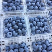 朵界 特大果 蓝莓 125g*12盒 果径15-18mm