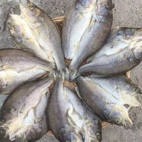 巧鲜惠 山东特产深海咸鲈鱼 净重5斤装6-8两/条净膛重量