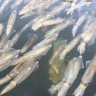 青梢东山小管鱿鱼冷冻鲜活海兔子弹管笔管鱼海鲜水产小管鱿 精选小管鱿鱼 4斤装 20-25只 1盒一斤