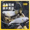 88VIP：1米8 一米八深海大黄鱼三去黄花鱼新鲜冰冻东海黄鱼生鲜大黄花鱼海鱼
