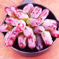 一统果家 茉莉香葡萄1斤新鲜无籽葡萄当季新鲜整箱