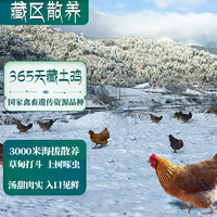 卡拉达 藏区散养一年藏土鸡1.25kg 老母鸡农家走地鸡跑步鸡月子鸡生鲜