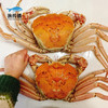 渔传播 美国进口鲜活雪蟹（黄金蟹）1.3-1.5斤 1只螃蟹