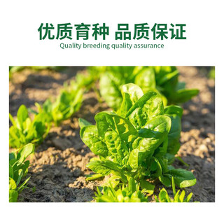 德沃多 DEWODUOFEILIAO种子水果黄瓜*3袋+生物有机肥250g花草籽四季播种蔬菜种阳台盆栽