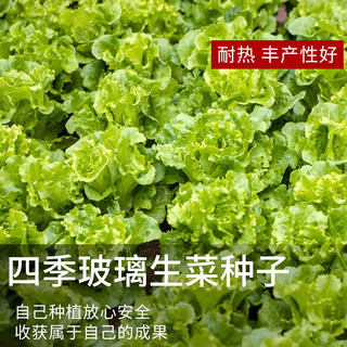 德沃多肥料种子玻璃生菜*3袋+生物有机肥250g草籽蔬菜种花种子四季播种盆栽
