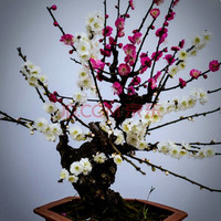 昊兰诺 红梅盆景原生老桩树苗植物室内耐寒四季梅花盆景原生花卉树苗盆栽 12年双色梅盆景(带造型) 不含盆