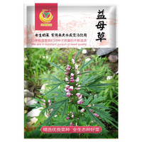 凤鸣雅世食用益母草种子菜种子25天可采收女生蔬菜菜籽益母草种子10克