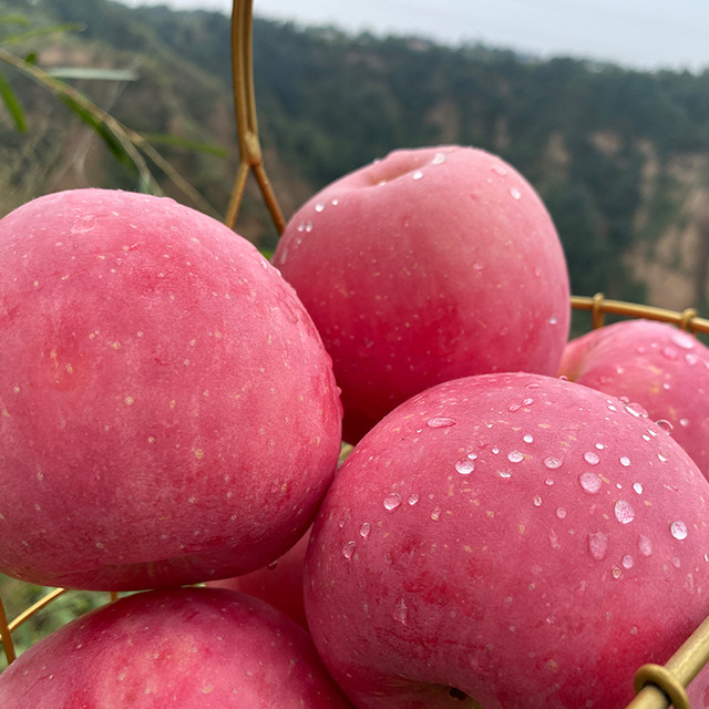 88VIP：农鲜淘 西红富士洛川苹果正宗一级大果脆甜整箱顺丰包邮