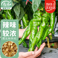 寿禾 shouhe 螺丝椒辣椒种子早熟陇椒四季种植蔬菜种籽 潍丰螺丝将军种子60粒