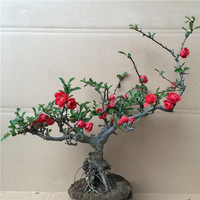 花竹恋 长寿冠海棠盆栽盆景梅花树桩重瓣树苗红梅耐寒耐旱植物不含盆 10年长寿冠海棠当年开花
