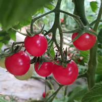 88VIP：小番茄2斤3斤5斤圣女果西红柿小柿子樱桃当季特产水果蔬菜整箱