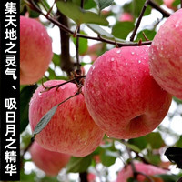 LUOCHUAN APPLE 洛川苹果 陕西特产正宗洛川红富士苹果水果一级新鲜脆甜品质果整箱产地发货4.5斤