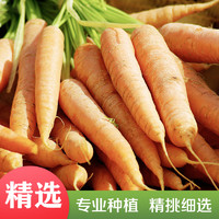 88VIP：鲁韵忆乡 山东新鲜胡萝卜水洗胡萝卜2.5kg当季新鲜蔬菜可生吃小果