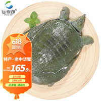 仙泉湖净膛大甲鱼2.5 斤/个 冷冻汉寿中华鳖王八团鱼鳖1250g海鲜水产 【汉寿】已去膜大甲鱼2.5斤/个