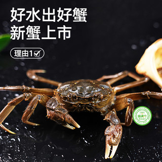 【活蟹】六月黄大闸蟹8只(1.7-2.0两)鲜活特大新鲜香辣河螃蟹礼盒